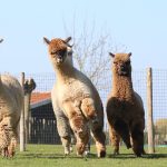 Alpacas running