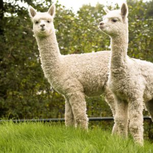cria's on a hill