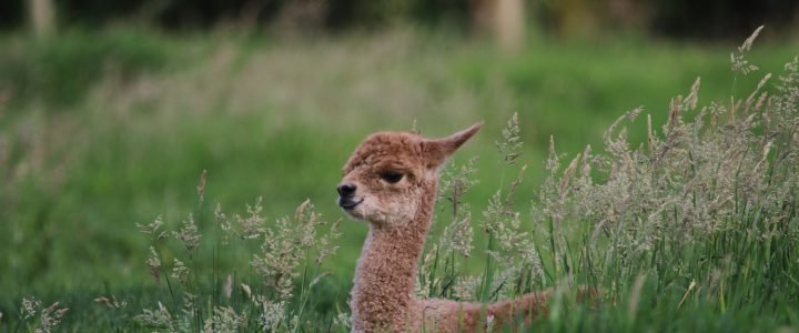 Alpaca Chocolate Hills IMG 3297